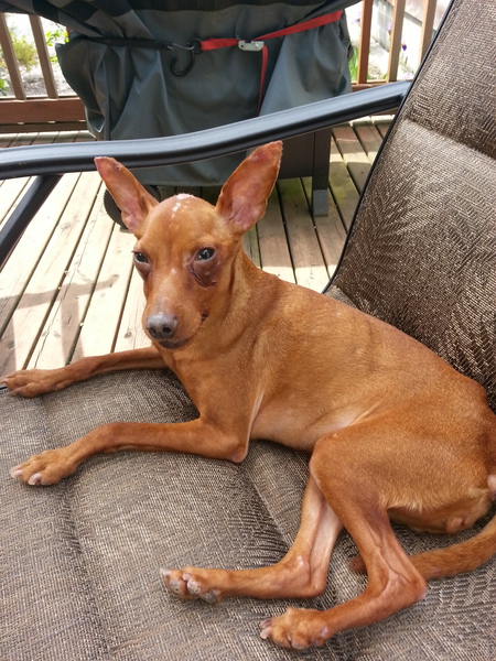 Ginger