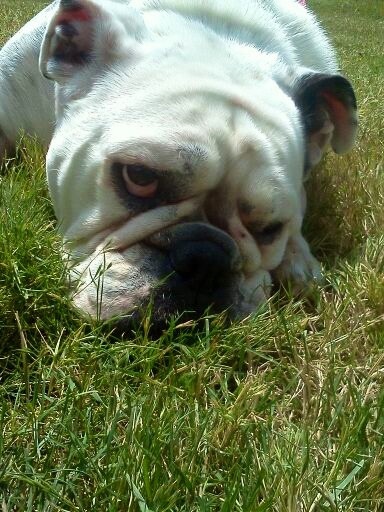 Lola
