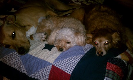 Riley, Missy & Gracie