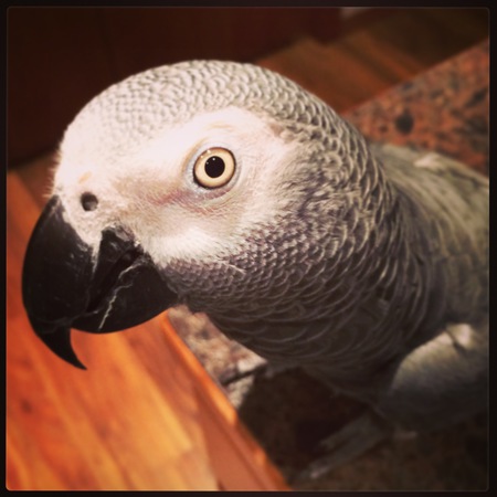 Lola