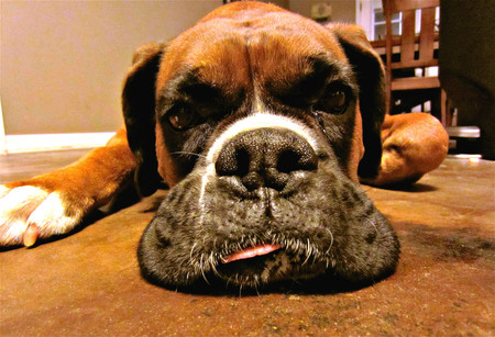 Entry image for Tyson . Clicking this image will show a larger photo