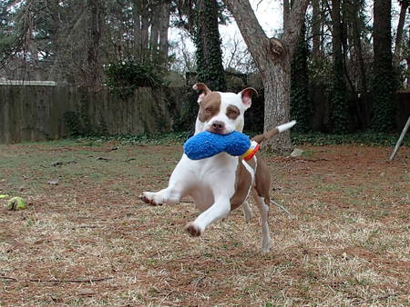 Entry image for Daisy Lou. Clicking this image will show a larger photo