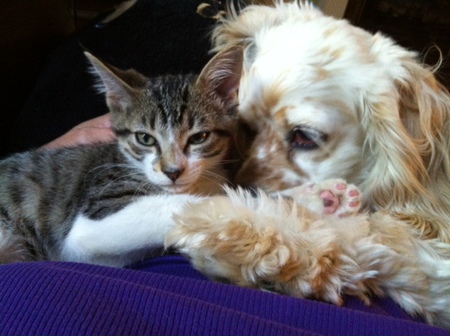Entry image for Cosmo & Kamey. Clicking this image will show a larger photo