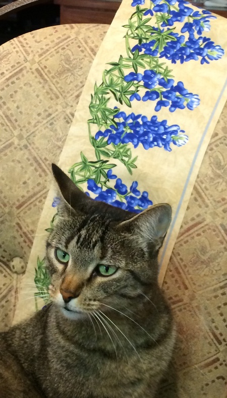 Entry image for Tabby Kat Donald. Clicking this image will show a larger photo