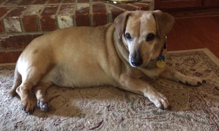 Entry image for Daisy Duke Donald. Clicking this image will show a larger photo