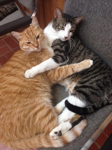 Entry image for George and Mr Miyagi. Clicking this image will show a larger photo