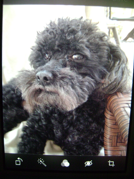 Entry image for Charlie. Clicking this image will show a larger photo