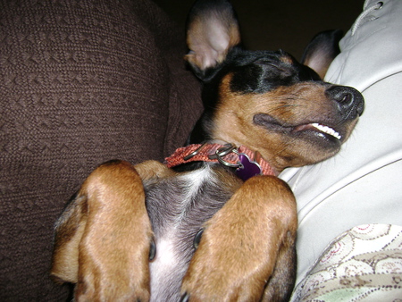 Entry image for Barnie. Clicking this image will show a larger photo