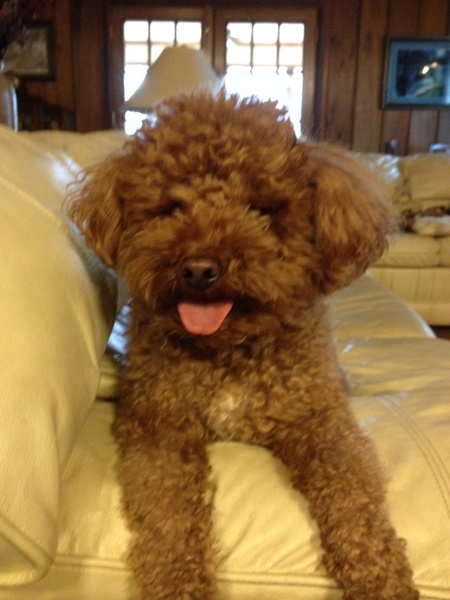 Entry image for Roux. Clicking this image will show a larger photo