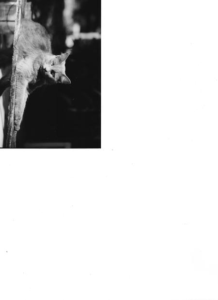 Entry image for patti. Clicking this image will show a larger photo
