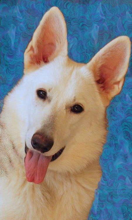 Entry image for Shiloh. Clicking this image will show a larger photo