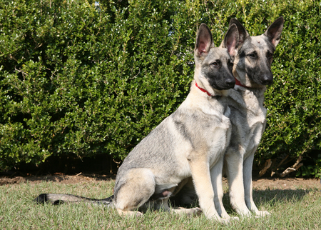 Entry image for Sollie and his Mother, Tia. Clicking this image will show a larger photo