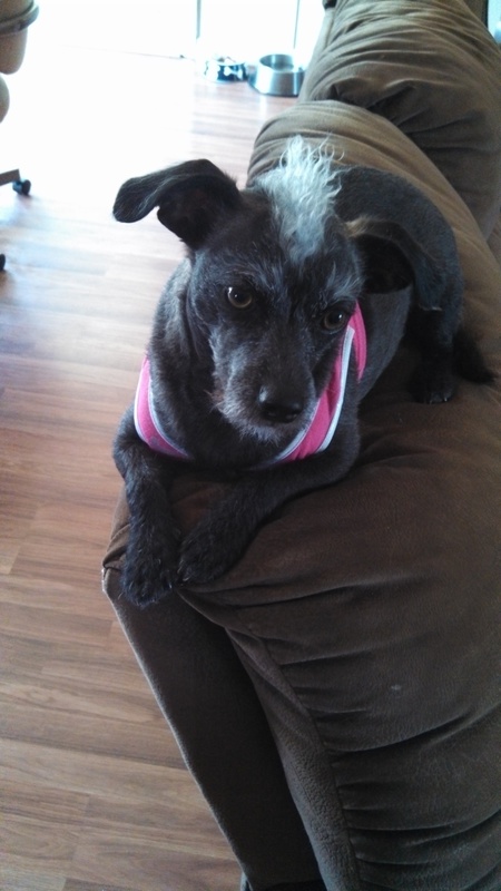 Entry image for Skog- short for skunk dog. Clicking this image will show a larger photo
