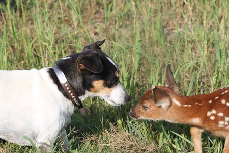 Entry image for Sarah Palin & fawn. Clicking this image will show a larger photo