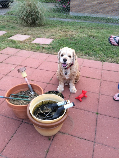 Entry image for Toby. Clicking this image will show a larger photo