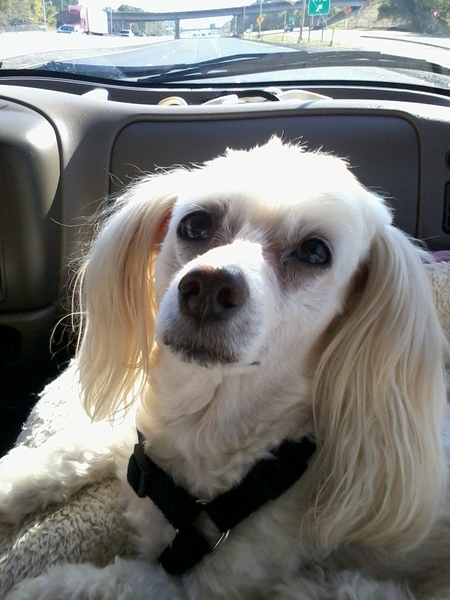 Entry image for In memory of Sassy. Clicking this image will show a larger photo