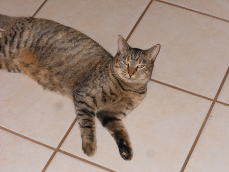 Entry image for Sugar. Clicking this image will show a larger photo