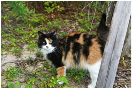 Entry image for Kitty. Clicking this image will show a larger photo