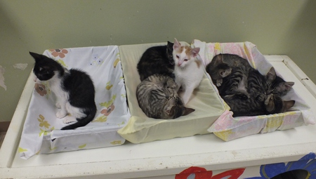 Entry image for River Cities Kittens. Clicking this image will show a larger photo