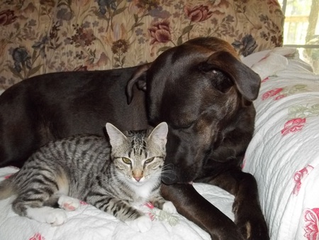 Entry image for Cocoa and Muffin. Clicking this image will show a larger photo