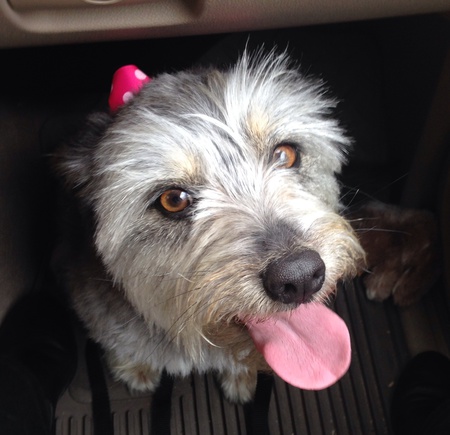 Entry image for Maggie Mae. Clicking this image will show a larger photo