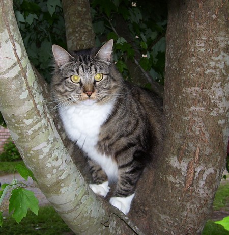Entry image for Bubba. Clicking this image will show a larger photo