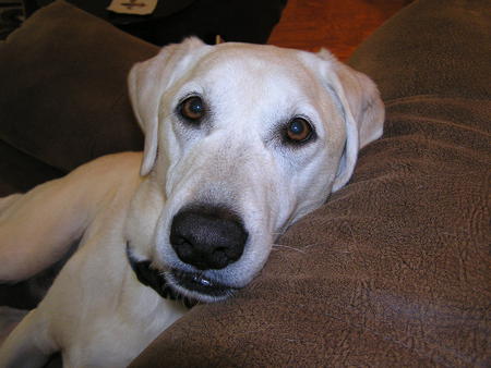 Entry image for Bella. Clicking this image will show a larger photo