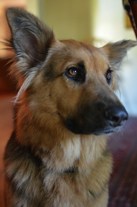Entry image for Judge. Clicking this image will show a larger photo