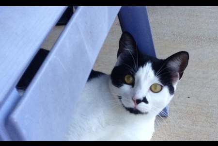 Entry image for Zoey. Clicking this image will show a larger photo