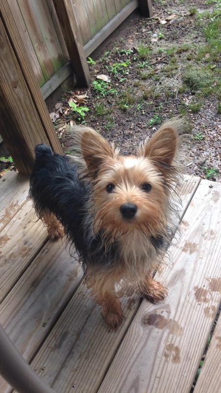 Entry image for Marlie. Clicking this image will show a larger photo
