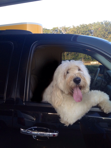 Entry image for Mr. Bentley. Clicking this image will show a larger photo