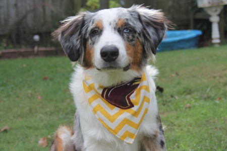 Entry image for chief. Clicking this image will show a larger photo