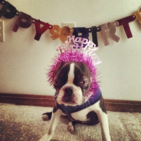 Entry image for Louie. Clicking this image will show a larger photo