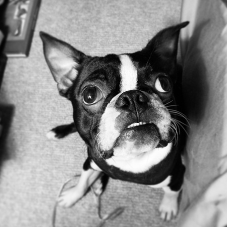Entry image for Louie. Clicking this image will show a larger photo