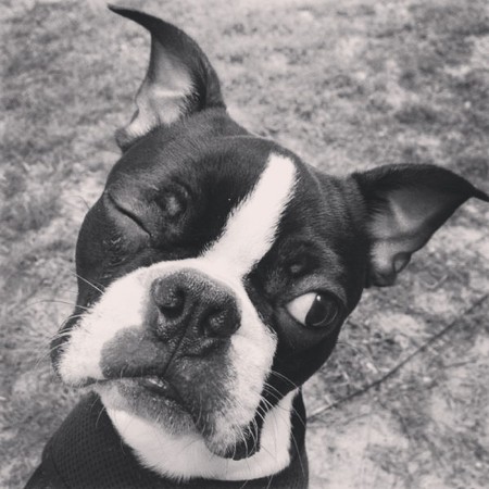 Entry image for Louie. Clicking this image will show a larger photo