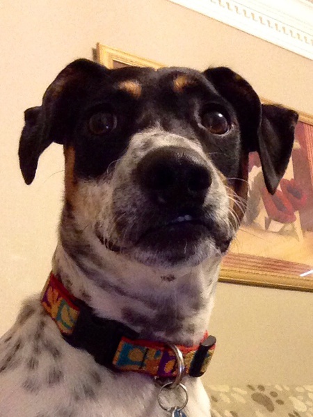 Entry image for Abby . Clicking this image will show a larger photo