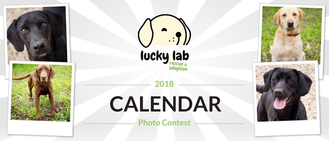 Calendar Photography Submissions : Lucky lab rescue adoption Calendar Photography Submissions : Lucky lab rescue adoption