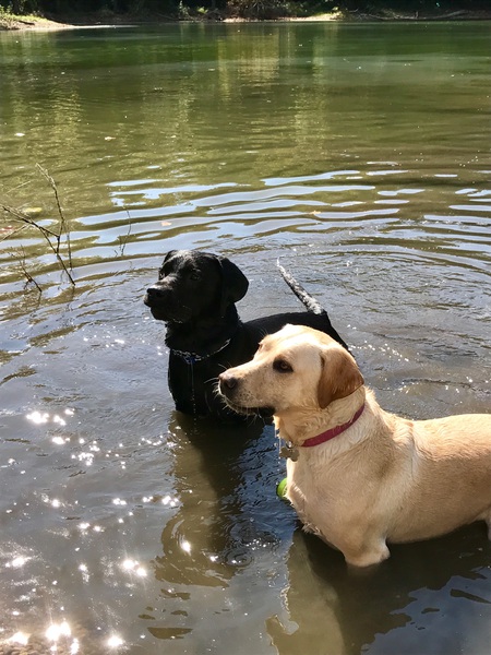 Lilly and Indy