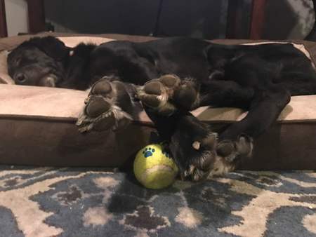 Jax