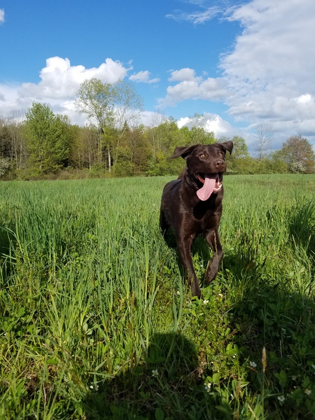 Rolo