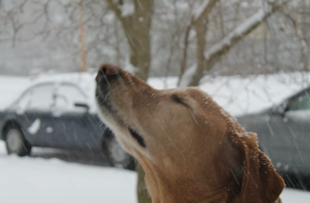 Moose