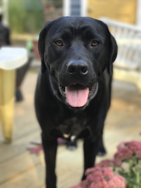 Otis
