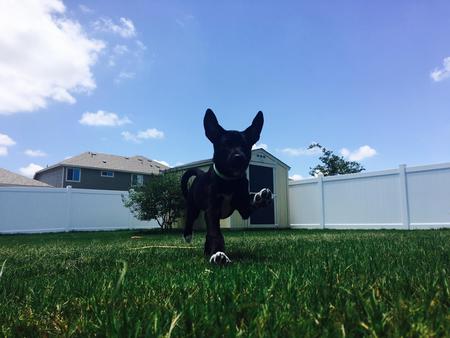 Oreo