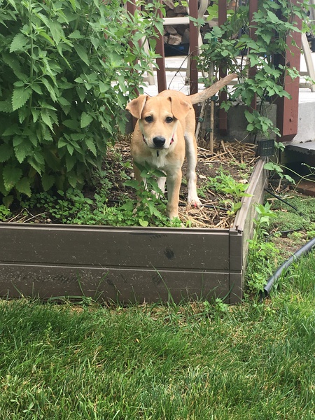 Livy (fka Puppy Penny)