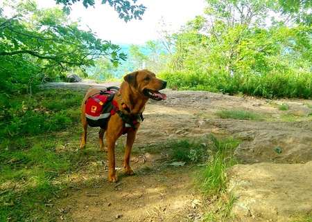 Renny