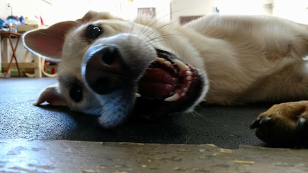 Zeus