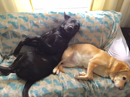Knox and Bea