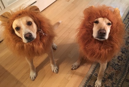 Ginger and Paddy
