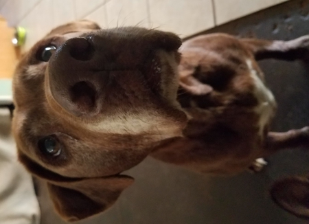 Bubba