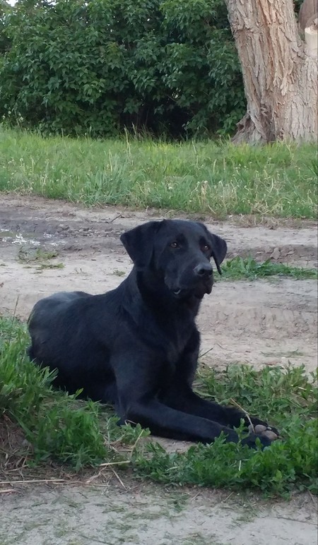 Angus